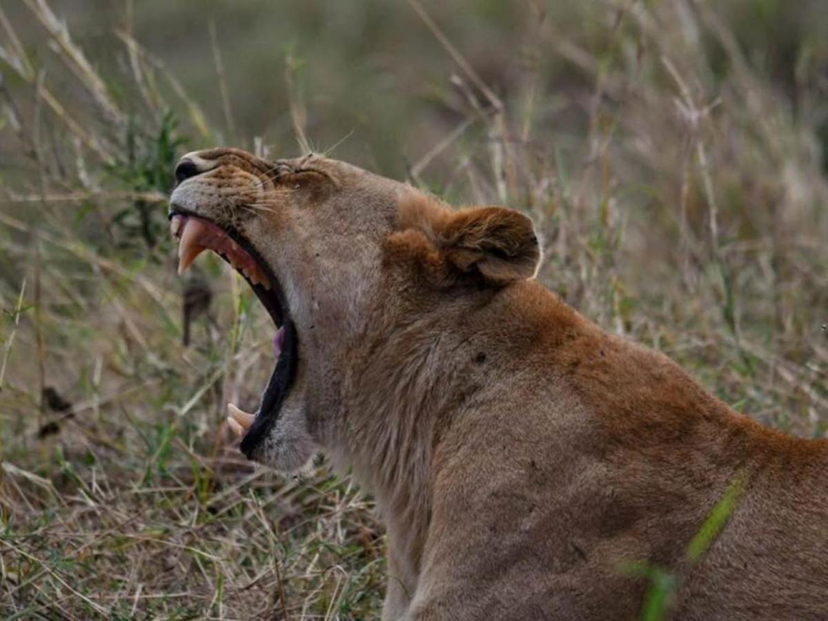 Serengeti Kifaru Tented Lodge Mugumu Eksteriør bilde
