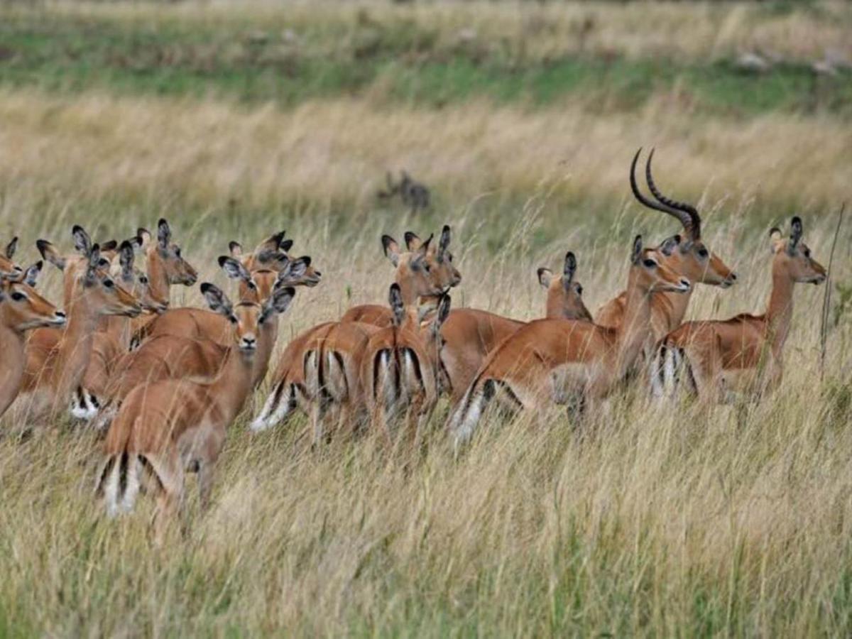 Serengeti Kifaru Tented Lodge Mugumu Eksteriør bilde