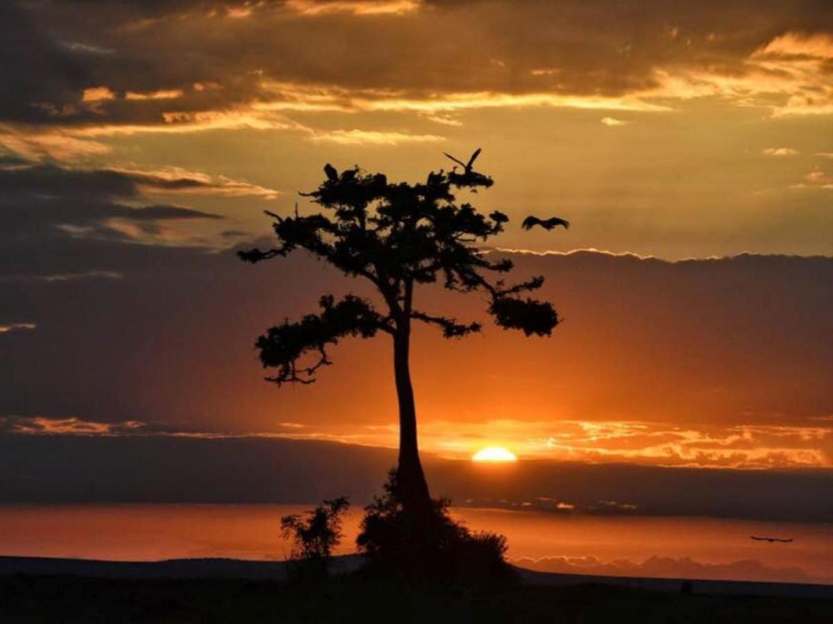 Serengeti Kifaru Tented Lodge Mugumu Eksteriør bilde