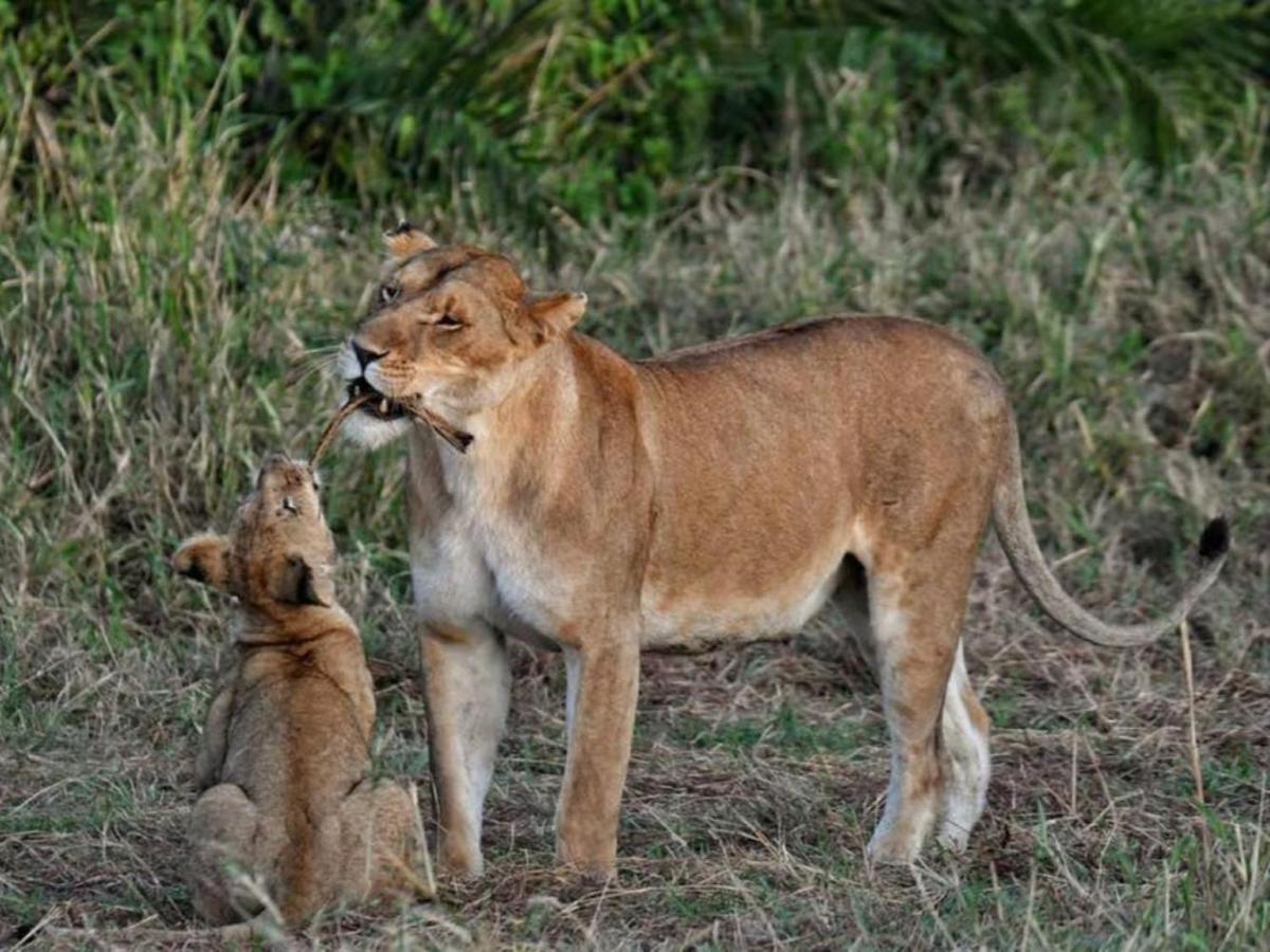 Serengeti Kifaru Tented Lodge Mugumu Eksteriør bilde