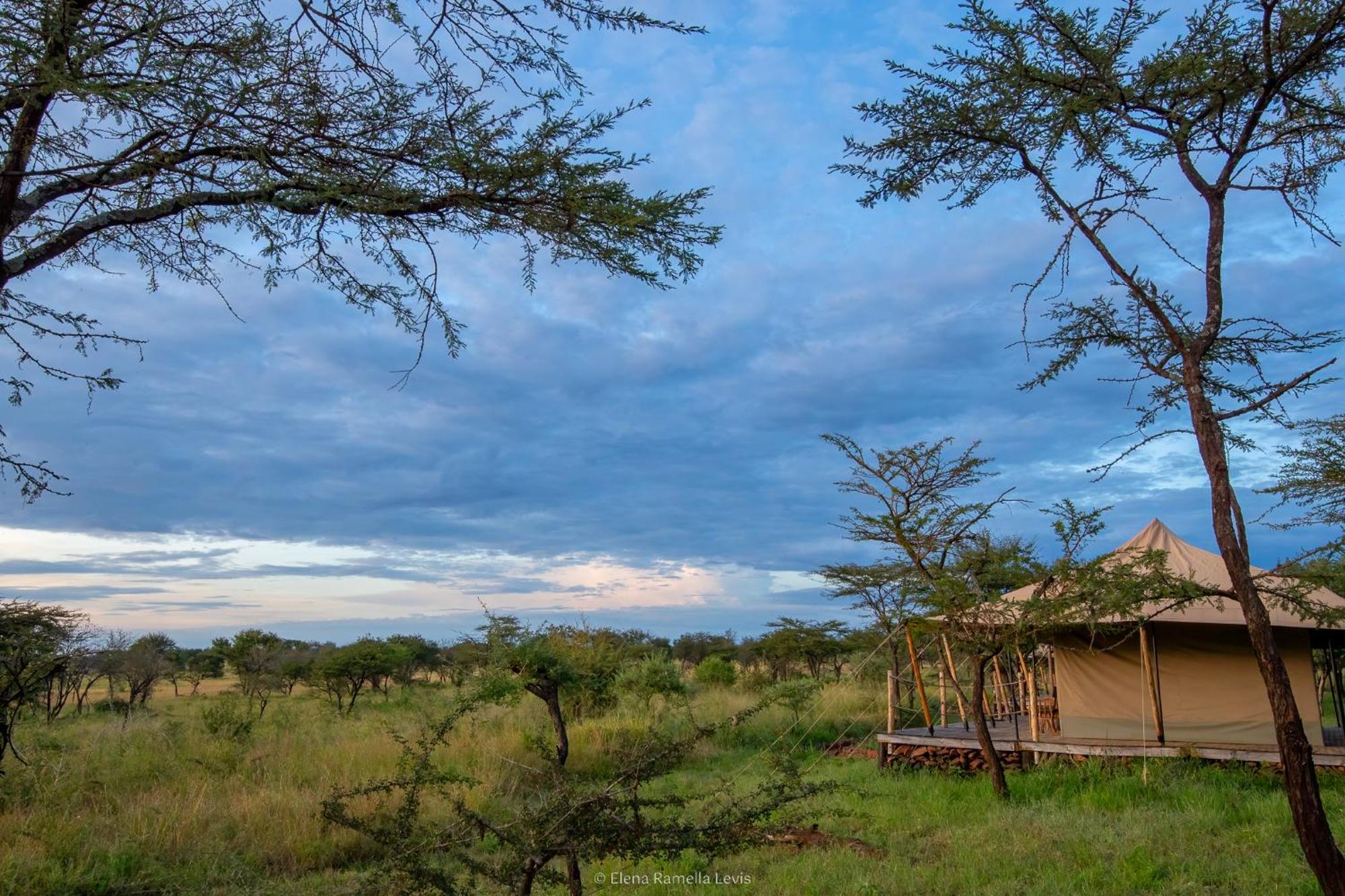 Serengeti Kifaru Tented Lodge Mugumu Eksteriør bilde